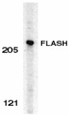 Western blot - Anti-FLASH antibody (AB8420), expandable thumbnail