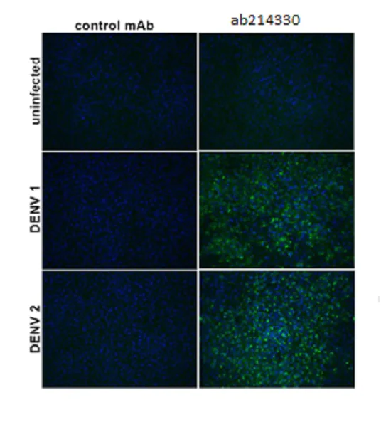 Immunocytochemistry/ Immunofluorescence - Anti-Flavivirus E-glycoprotein antibody [HF5-3/D5-3/B10-2] (AB214330)