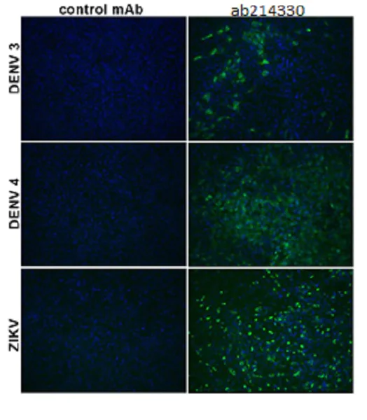Immunocytochemistry/ Immunofluorescence - Anti-Flavivirus E-glycoprotein antibody [HF5-3/D5-3/B10-2] (AB214330)