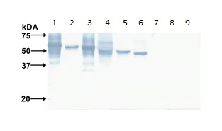 Western blot - Anti-Flavivirus E-glycoprotein antibody [HF5-3/D5-3/B10-2] (AB214330)