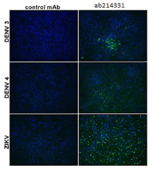 Immunocytochemistry/ Immunofluorescence - Anti-Flavivirus E-glycoprotein antibody [HF8-1/C1-5/6/D2] (AB214331)