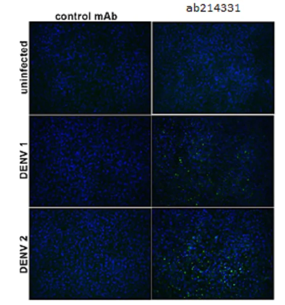 Immunocytochemistry/ Immunofluorescence - Anti-Flavivirus E-glycoprotein antibody [HF8-1/C1-5/6/D2] (AB214331)