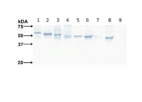 Western blot - Anti-Flavivirus E-glycoprotein antibody [HF8-1/C1-5/6/D2] (AB214331)