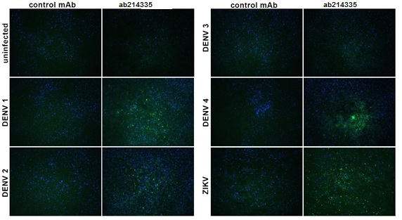 Immunocytochemistry/ Immunofluorescence - Anti-Flavivirus E-glycoprotein antibody [HF8-1/C1-6/E12] (AB214335)