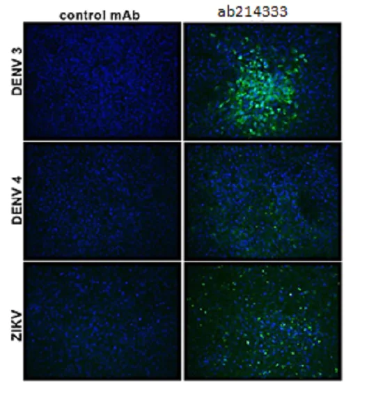 Immunocytochemistry/ Immunofluorescence - Anti-Flavivirus E-glycoprotein antibody [HF8-2/B2-2/E10] (AB214333)
