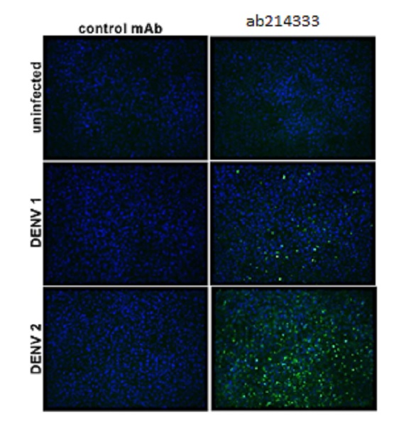 Immunocytochemistry/ Immunofluorescence - Anti-Flavivirus E-glycoprotein antibody [HF8-2/B2-2/E10] (AB214333)