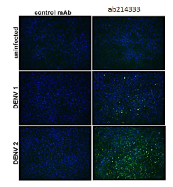 Immunocytochemistry/ Immunofluorescence - Anti-Flavivirus E-glycoprotein antibody [HF8-2/B2-2/E10] (AB214333)