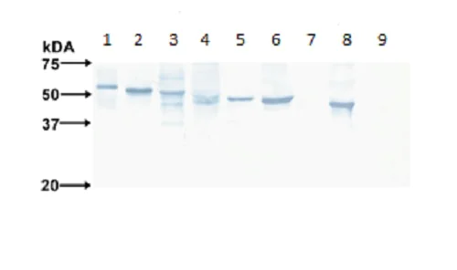 Western blot - Anti-Flavivirus E-glycoprotein antibody [HF8-2/B2-2/E10] (AB214333)