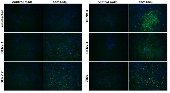 Immunocytochemistry/ Immunofluorescence - Anti-Flavivirus E-glycoprotein antibody [HF8-3/D5-10/6/A6] (AB214336)