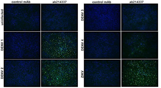 Immunocytochemistry/ Immunofluorescence - Anti-Flavivirus NS1 antibody [D/2/D6/B7] (AB214337)