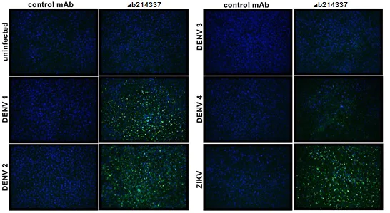 Immunocytochemistry/ Immunofluorescence - Anti-Flavivirus NS1 antibody [D/2/D6/B7] (AB214337)
