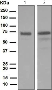 Western blot - Anti-FLCN antibody [EPNCIR147] - BSA and Azide free (AB248039)