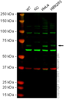 Western blot - Anti-FLCN antibody [EPNCIR147] - BSA and Azide free (AB248039)