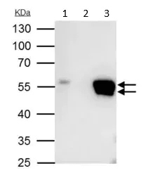 Immunoprecipitation - Anti-FLI1 antibody (AB153909)