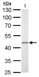 Western blot - Anti-FLI1 antibody (AB153909)