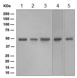 Western blot - Anti-FLI1 antibody [EPR4645] (AB124791)