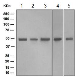 Western blot - Anti-FLI1 antibody [EPR4645] - BSA and Azide free (AB248006), expandable thumbnail