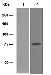 Western blot - Anti-FLI1 antibody [EPR4645] - BSA and Azide free (AB248006), expandable thumbnail