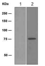 Western blot - Anti-FLI1 antibody [EPR4645] - BSA and Azide free (AB248006)