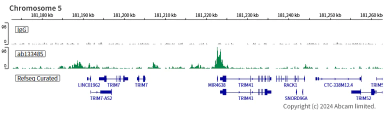 ChIC/CUT&RUN sequencing - Anti-FLI1 antibody [EPR4646] (AB133485)