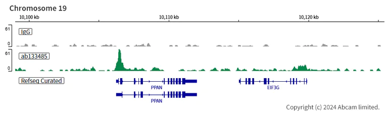 ChIC/CUT&RUN sequencing - Anti-FLI1 antibody [EPR4646] (AB133485)