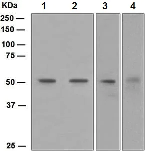 Western blot - Anti-FLI1 antibody [EPR4646] (AB133485)