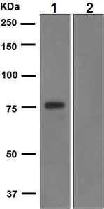Western blot - Anti-FLI1 antibody [EPR4646] (AB133485)
