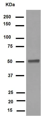 Western blot - Anti-FLI1 antibody [EPR4646] (AB133485)