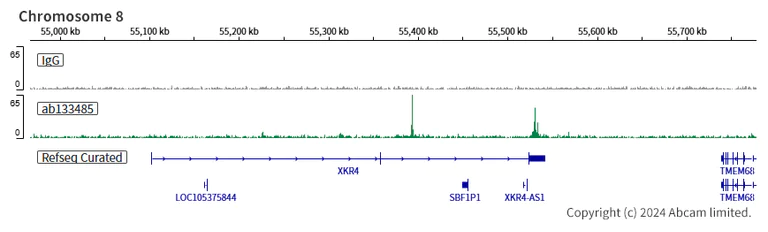 ChIC/CUT&RUN sequencing - Anti-FLI1 antibody [EPR4646] - BSA and Azide free (AB215987)