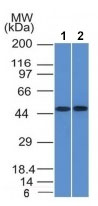 Western blot - Anti-FLI1 antibody [FLI1/1312] - BSA and Azide free (AB218865)