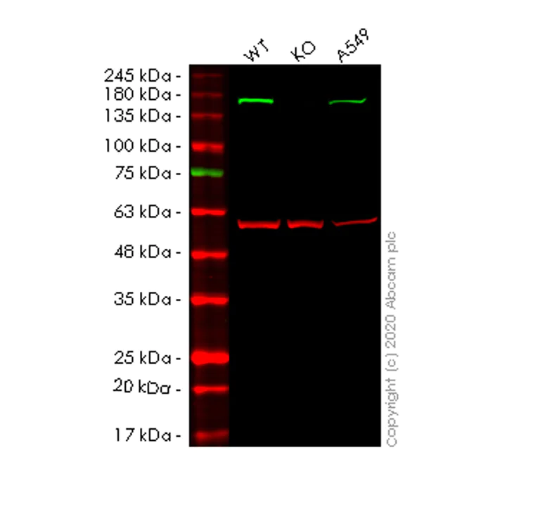 Western blot - Anti-Flightless I antibody [EPR4201] (AB108594)