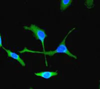Immunocytochemistry/ Immunofluorescence - Anti-Flightless I antibody [EPR4201] - BSA and Azide free (AB247692)
