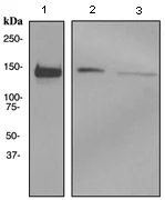 Western blot - Anti-Flightless I antibody [EPR4201] - BSA and Azide free (AB247692)