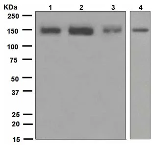 Western blot - Anti-Flightless I antibody [EPR4202(2)] - BSA and Azide free (AB247746)