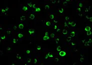 Immunocytochemistry/ Immunofluorescence - Anti-FLIP antibody (AB6144)