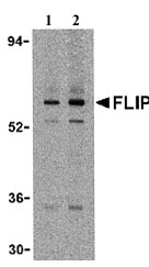 Western blot - Anti-FLIP antibody (AB8421), expandable thumbnail