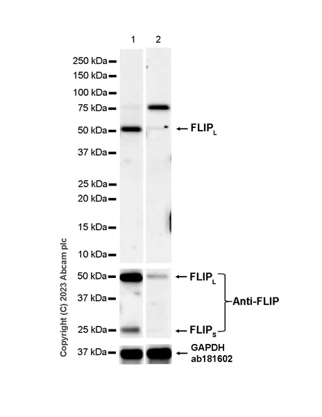 Western blot - Anti-FLIP-L antibody [EPR27008-110] - BSA and Azide free (AB314748)