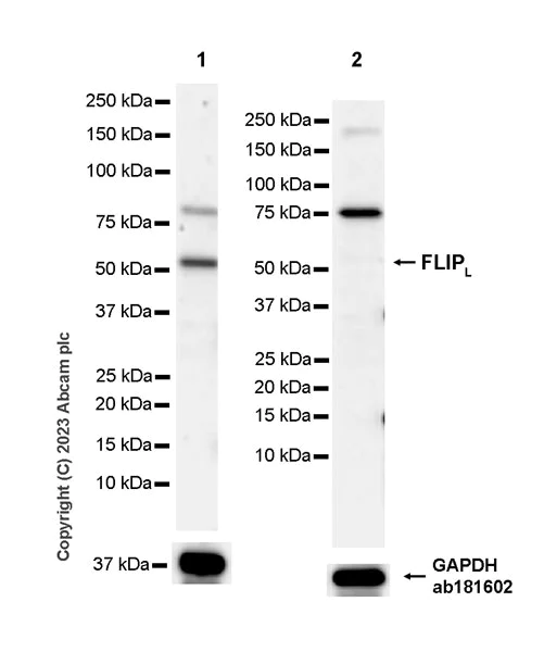 Western blot - Anti-FLIP-L antibody [EPR27008-110] - BSA and Azide free (AB314748)