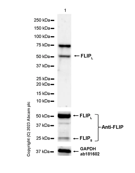Western blot - Anti-FLIP-L antibody [EPR27008-110] - BSA and Azide free (AB314748)