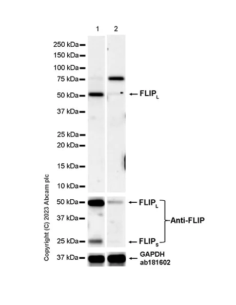 Western blot - Anti-FLIP-L antibody [EPR27008-110] - BSA and Azide free (AB314748)