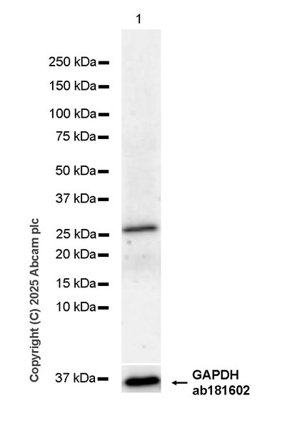 Western blot - Anti-FLIPs (short isoform) antibody [EPR29011-104] (AB323748), expandable thumbnail