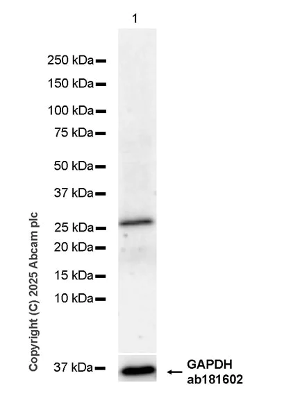 Western blot - Anti-FLIPs (short isoform) antibody [EPR29011-104] (AB323748)