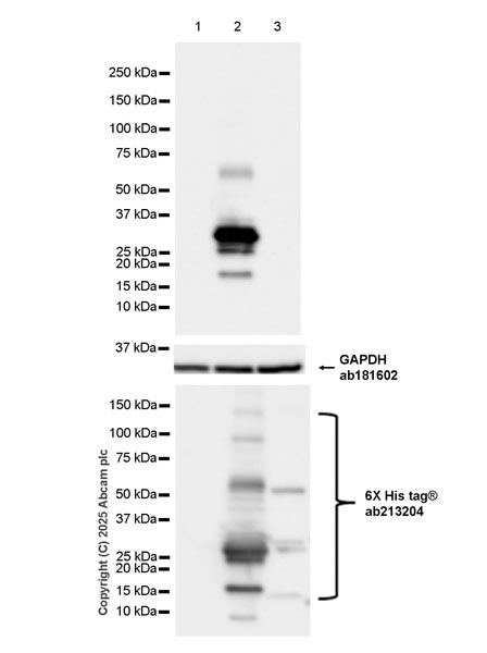 Western blot - Anti-FLIPs (short isoform) antibody [EPR29011-104] (AB323748), expandable thumbnail