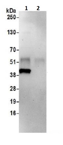 Immunoprecipitation - Anti-FLJ11506 antibody (AB241294)