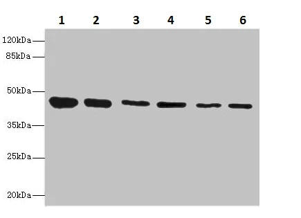 Western blot - Anti-FLJ30934 antibody (AB230112)