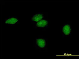 Immunocytochemistry/ Immunofluorescence - Anti-FLJ35220 antibody (AB69400)