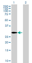 Western blot - Anti-FLJ35220 antibody (AB69400)