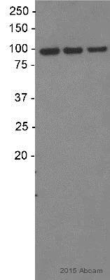 Western blot - Anti-FLK1 antibody [Clone 10] (AB24313)