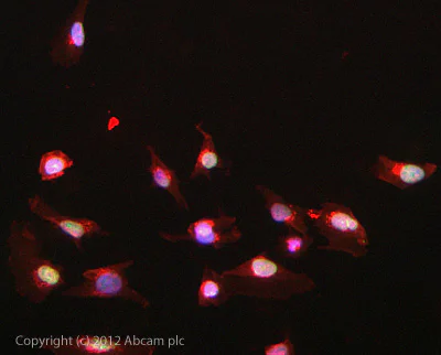 Immunocytochemistry/ Immunofluorescence - Anti-Flotillin 1 antibody (AB41927)