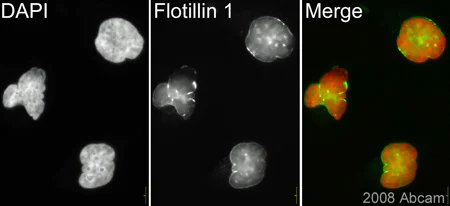 Immunocytochemistry/ Immunofluorescence - Anti-Flotillin 1 antibody (AB41927)